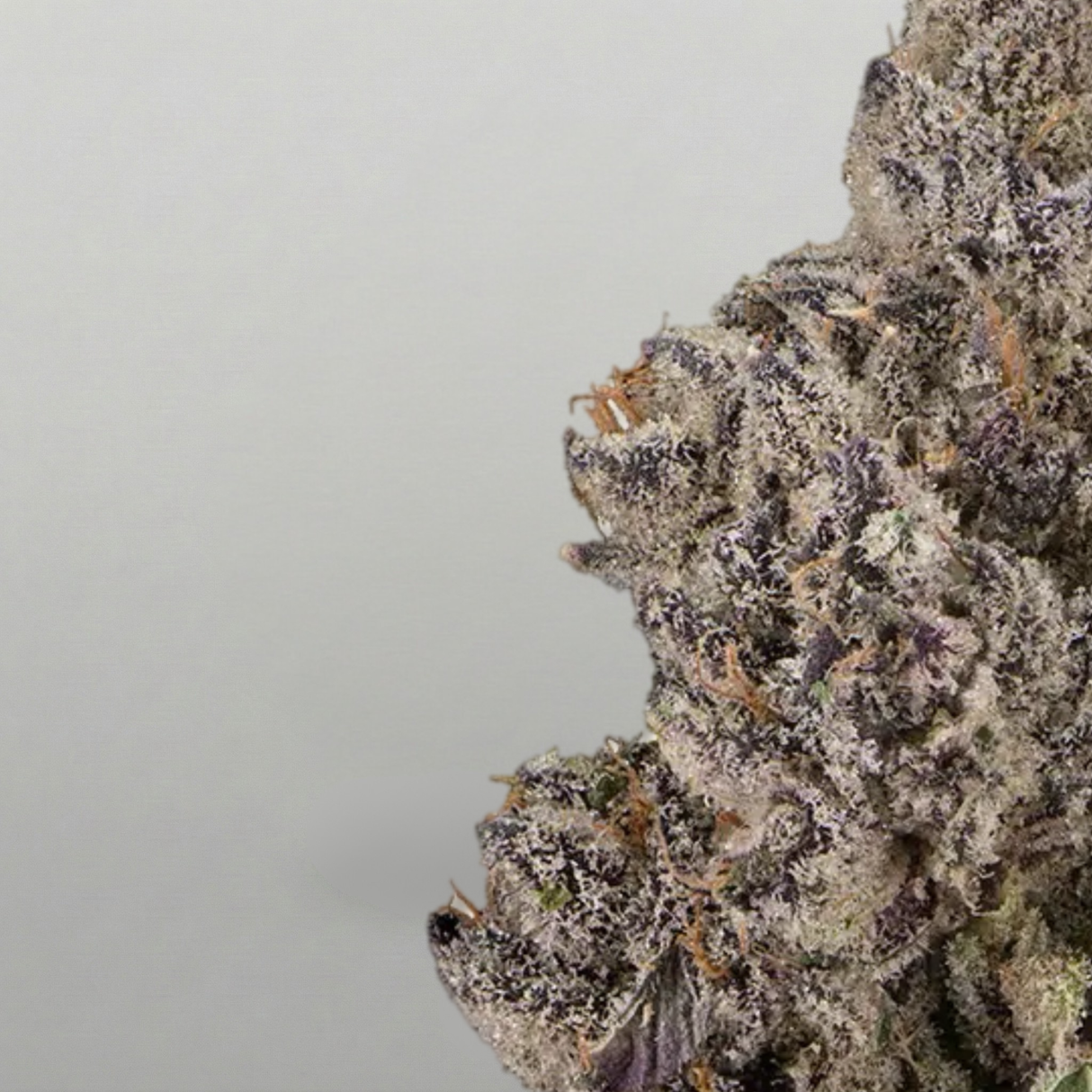 Close-up of a cannabis bud with a gray background Official Farmacy