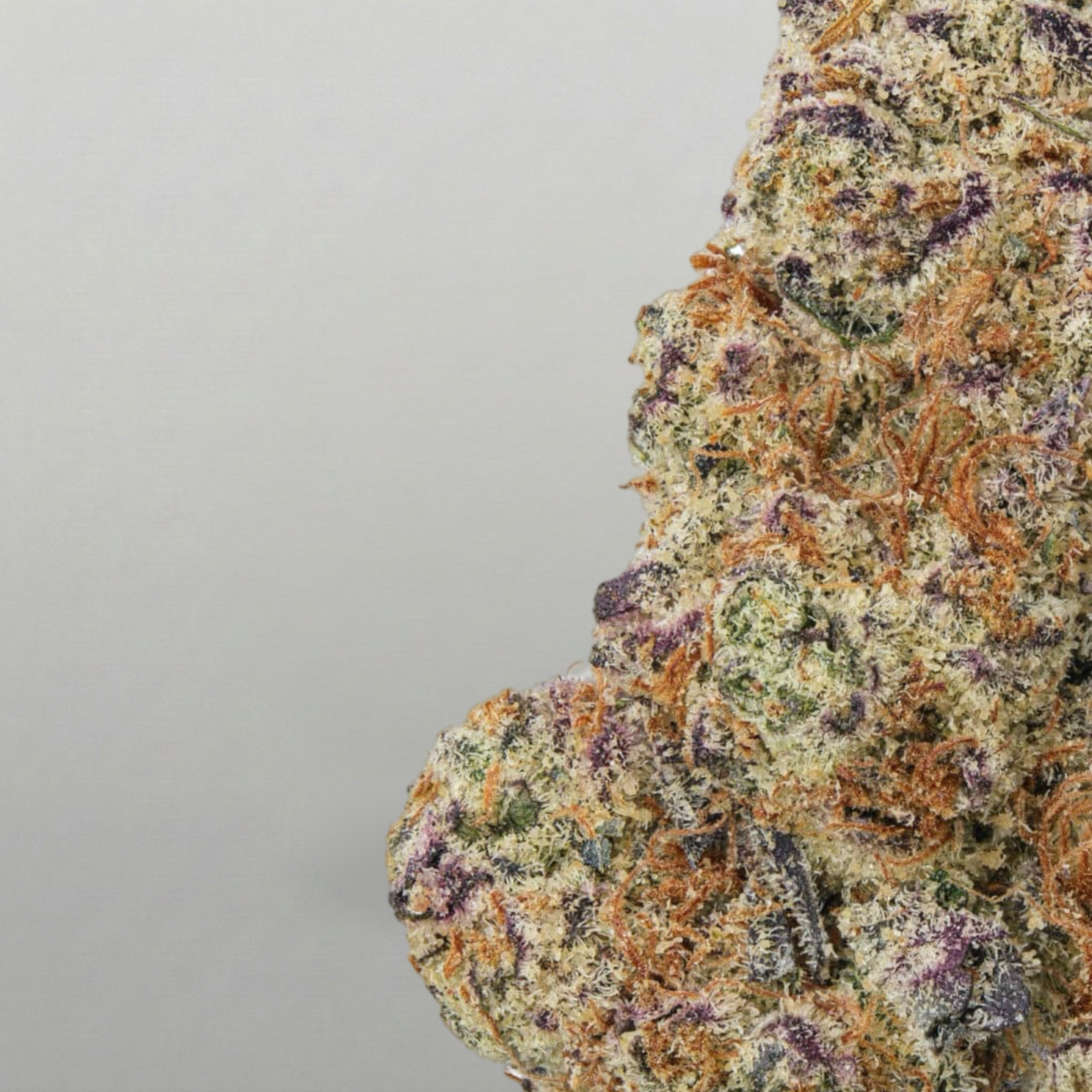 Close-up of a cannabis bud with a gray background Official Farmacy