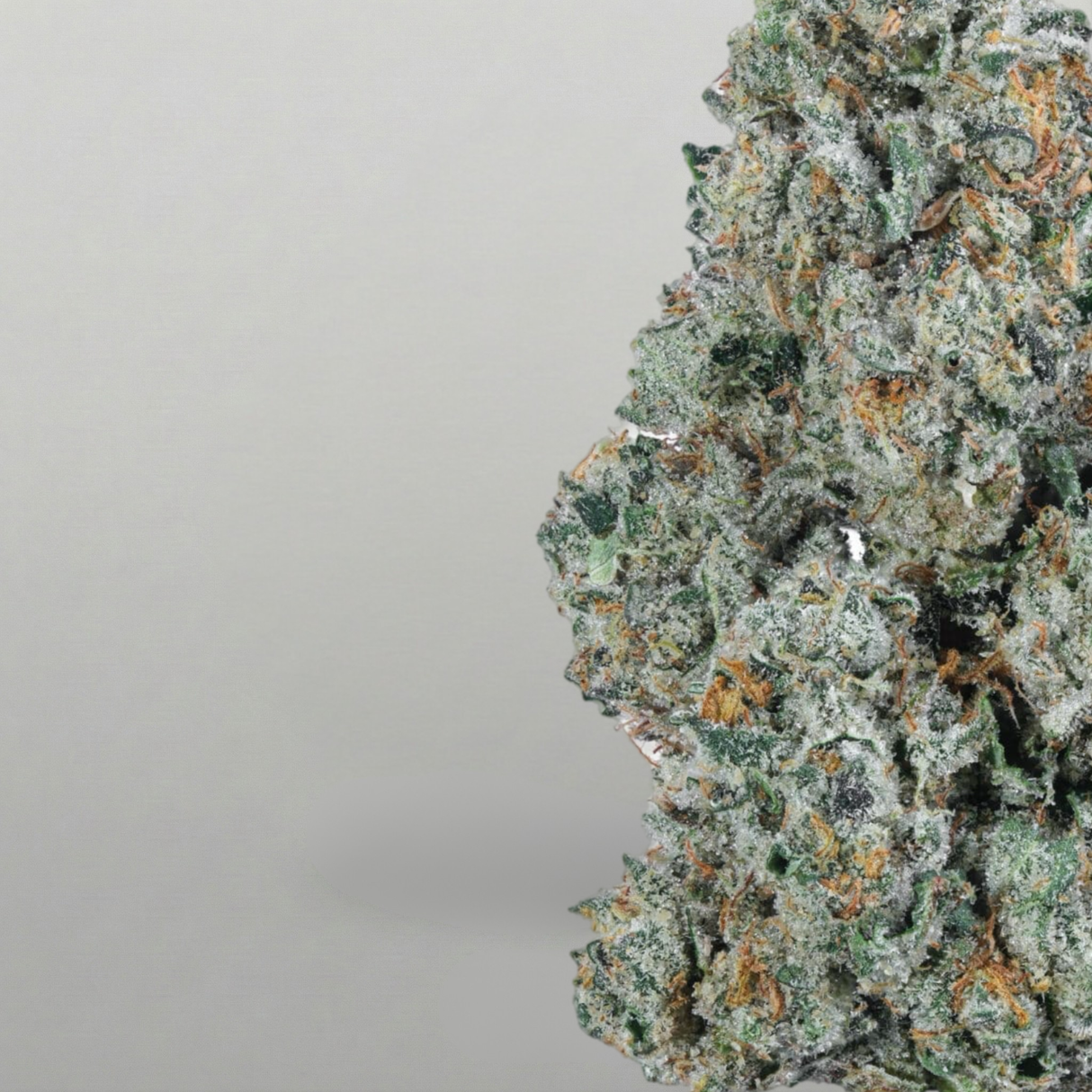 Close-up of Gelato cannabis strain with a gray background Official Farmacy